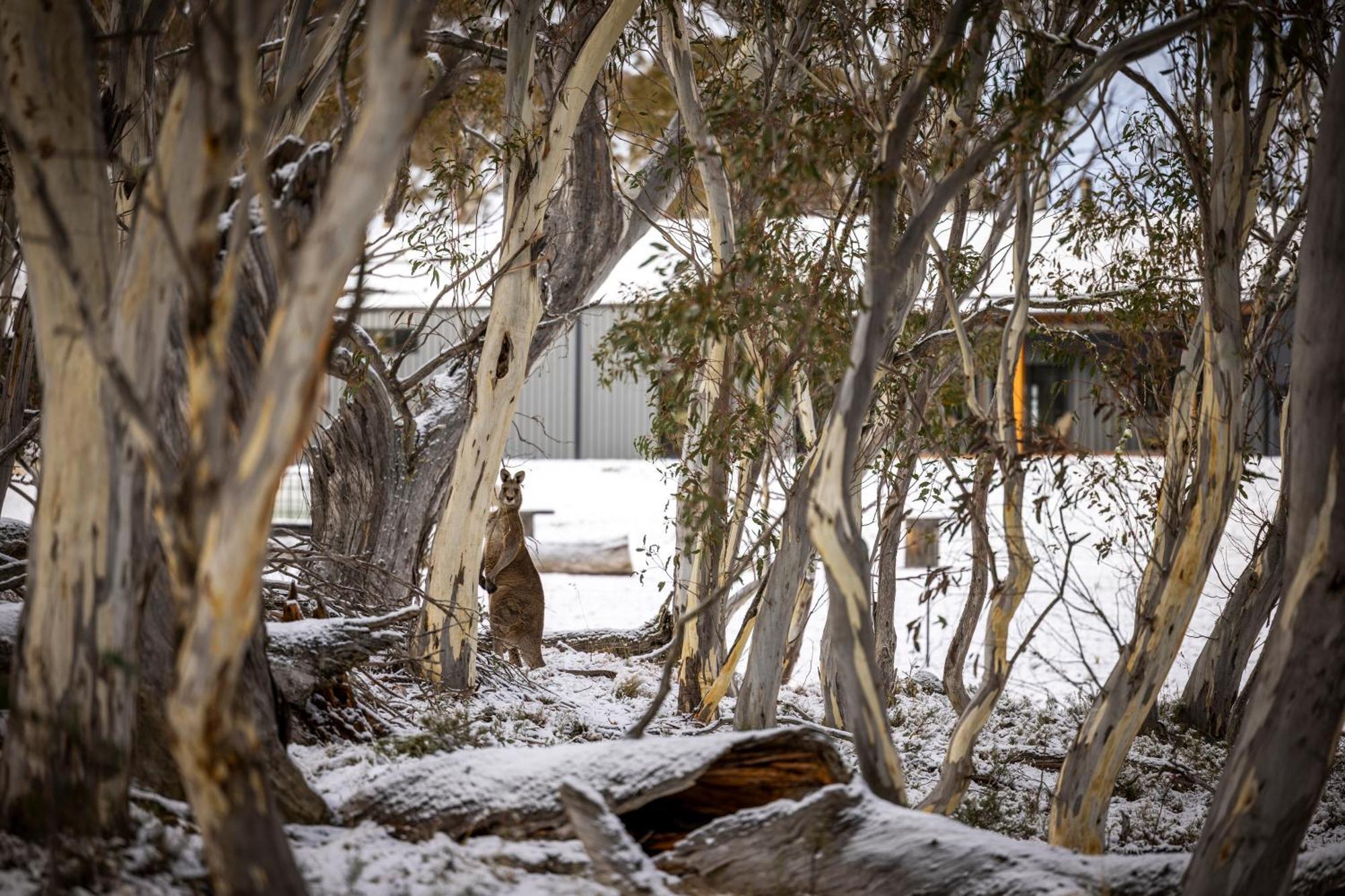 Hotel Big Yard Escapes Jindabyne Exterior foto